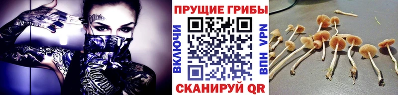 Псилоцибиновые грибы Cubensis МЕГА зеркало Заозёрный
